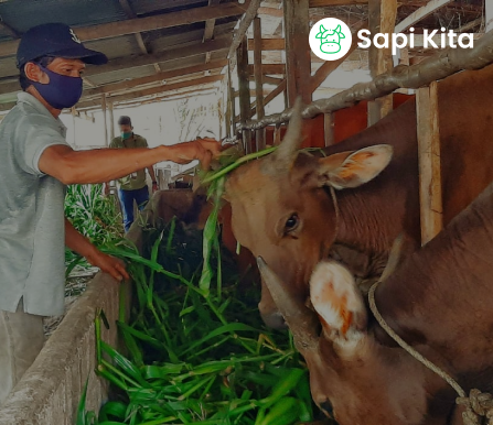 Tentang Kami: Sapi Kita