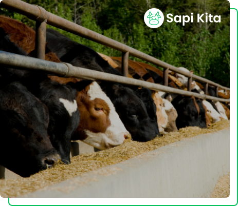 Header gambar sapi kita