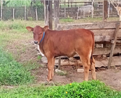 Sapi anakan 1