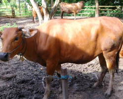 Sapi anakan 1